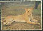 Lion - A Female Lion (Panthera Leo Linnaeus) - A - Lions