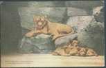 Lion - A Female Lion (Panthera Leo Linnaeus) And Cubs In New York Zoological Park - Leones