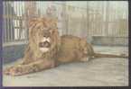 Lion - A Male Lion (Panthera Leo Linnaeus) In Wuhan Zoo, China Vintage Postcard - Leoni