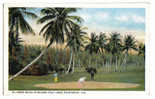 9829 - 4th Green Royal Poinciana Golf Links, PALM BEACH, Fla - Golf