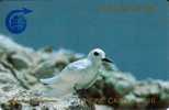 ASCENSION ISLAND 10 L  FAIRY TERN  BIRD  BIRDS  ASC-M-1C CODE:1CASC SN ON BLACK CV$40US  SPECIAL PRICE!!READ DESCRIPTION - Ascension (Insel)