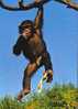 SINGE - CHIMPANZE / MONKEY / AFFE - Singes