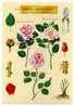 BLOC FEUILLET ROSES ANCIENNES GREFFE SECATEUR - Roses