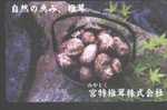 MUSHROOM - JAPAN - H016 - Levensmiddelen