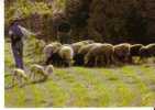 Gestes Et Paysages - Troupeau De Moutons  Et Berger - Breeding