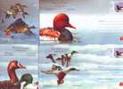 Romania ,2007 BIRDS STATIONERY COVERS 4X - Pappagalli & Tropicali