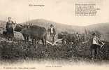 Non Classé .Auvergne Cantal ..Travaux Des Champs..Labourage..Labour ..et.. Semailles   (voir Scan) - Altri & Non Classificati