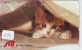 CHAT Cat KATZE Poes KAT Gato GATTO ? (698) - Cats