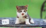 CHAT Cat KATZE Poes KAT Gato GATTO ? (731) - Gatti