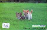 CHAT Cat KATZE Poes KAT Gato GATTO ? (732) - Chats