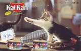 CHAT Cat KATZE Poes KAT Gato GATTO ? (734) - Cats