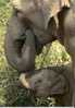 Elephant D´Asie, Asian Elephants, Photo: Masatiero Iljima, Ardea London LTD (07-2214) - Éléphants