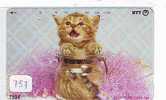 CHAT Cat KATZE Poes KAT Gato GATTO ? (757) - Cats