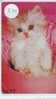 CHAT Cat KATZE Poes KAT Gato GATTO ? (834) - Chats