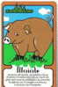 PIG ( San Marino MINT & RARE Card ) * Cochon - Porc - Schwein - Cerdo - Porco - Maiale - Pigs - Cochons * - San Marino