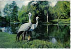 Carte Postale  76.  Cleres  Le Zoo  Grues De Paradis - Clères