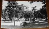 ANTIGUA FOTO POSTAL DE PALENCIA - 3 - EL SALON, JARDINES - EDICIONES ARTIGOT - SIN CIRCULAR - OLD POSTCARD - Palencia