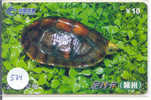 Telecarte Tortoise (534) Sea Turtle ? Schildpad ? Schildkroete ? Tartaruga ? Tortue ? Turtle China - Schildpadden