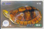 Telecarte Tortoise (535) Sea Turtle ? Schildpad ? Schildkroete ? Tartaruga ? Tortue ? Turtle China - Schildpadden