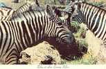 ZEBRES- AMERICA' S AUTHENTIC AFRICAN SAFARI / CALIFORNIA - Zebra's