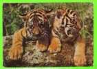 Animaux - JEUNE TIGRES - JUNGE TIGER - PANTHERA TIGRIS - - Tigres