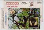 CN 99 Yunan Rare & Endangered Animal Species White-checked Gibbon PSC,listed In Category I Of The State Protection List - Scimmie