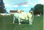 CARTE POSTALE DE VACHE - UN P TIT COUP¨D BLANC - A VOTRE SANTE - Bull