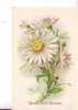 BONNE FETE MAMAN -  Fleurs -      MARGUERITES   -  N° 753 6 - Mother's Day