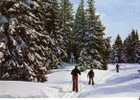 Les Joies Du Ski De Fond  - N° F 30747 - Rhône-Alpes