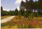 EN MORVAN -  Route Du HAUT FOLIN - N° 12062 - Bourgogne