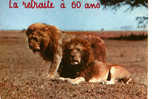 CARTE POSTALE DE LIONS - Lions