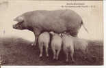 CPA Notre Auvergne: Cochons: Une Heureuse Petite Famille. - Cerdos