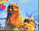Owl HIBOU Chouette Uil Eule Buho (1) Puzzle 2 Telecartes - Eagles & Birds Of Prey