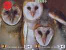 Owl HIBOU Chouette Uil Eule Buho (4) Puzzle 2 Telecartes - Águilas & Aves De Presa