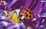 Ladybird Coccinelle Lieveheersbeestje Insect (2) Puzzle Of 4 Phonecards - Mariquitas