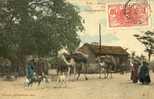 SENEGAL - Transports De Vivres - Chameaux - Chèvres - Senegal