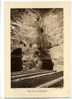 - UNE CAVE A CHAMPAGNE , MAISON RUINART PERE ET FILS  . REPRO PHOTO DES ANNEES 1935 - Sonstige & Ohne Zuordnung