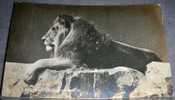 Animals,Lion,ZOO,Berlin,Original Photo,vintage Postcard - Löwen