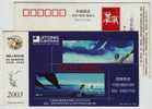 Dolphin,Seagull,China 2003 Jitong Network Company Advertising Pre-stamped Card - Dolfijnen