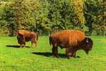 CPSM.CHATEAU DE TOIRY EN YVELINES. LES BISONS. - Elephants