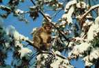 CPSM.MONTAGNE DES SINGES.MACAQUE DE BARBARIE. KINTZHEIN(ALSALCE). - Apen