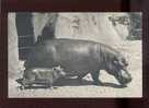 19276 Hippopotame & Son Petit Zoo Du Bois De Vincennes édit.draeger  Belle Carte - Hippopotamuses