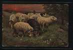 SHEEP PASTURING "OILETTE"Series No 4081 - Tuck, Raphael