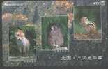 OWL - JAPAN - H047 - FOX - CHIPMUNK - 431-811 - Hiboux & Chouettes