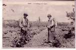 30 , ALAIS , Le Sulfatage Des Vignes - Alès