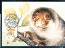 Spotted Cuscus, Wildlife, Animal, Mammal, Australia - Indonesia Joint Issue Max-Card 1996 Australia # 7898 - Apen