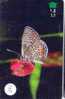 PAPILLON Butterfly SCHMETTERLING VlinderTelecarte Oman (221) - Papillons