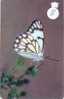 Telefonkarte PAPILLON Butterfly SCHMETTERLING VlinderTelecarte Oman (220) - Butterflies