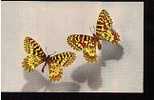 Jolie CP Papillon Butterfly Mariposa Schmetterling Vlinder Borboleta THAIS Zerynthia Polyxena Creusa & Rumina Medesicast - Vlinders