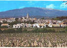 MAZAN, Vignes, VIGNOBLES - Mazan